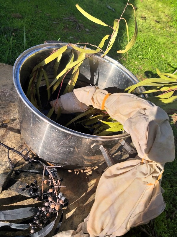 shroud making - dyeing sheets with lemon eucalyptus