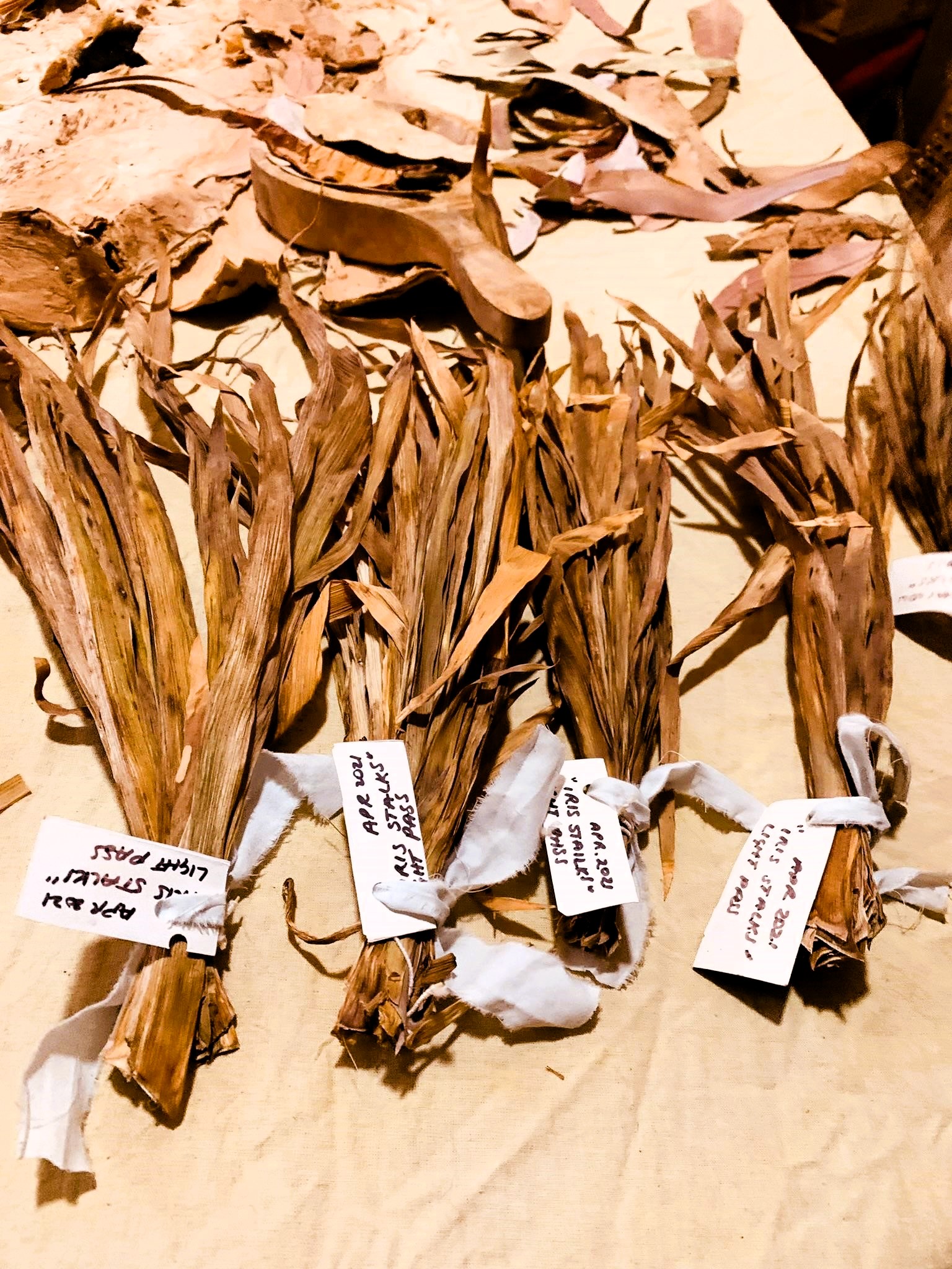 shroud making - collecting and preparing paper bark shed from local trees to be sewn onto hand-dyed calico material