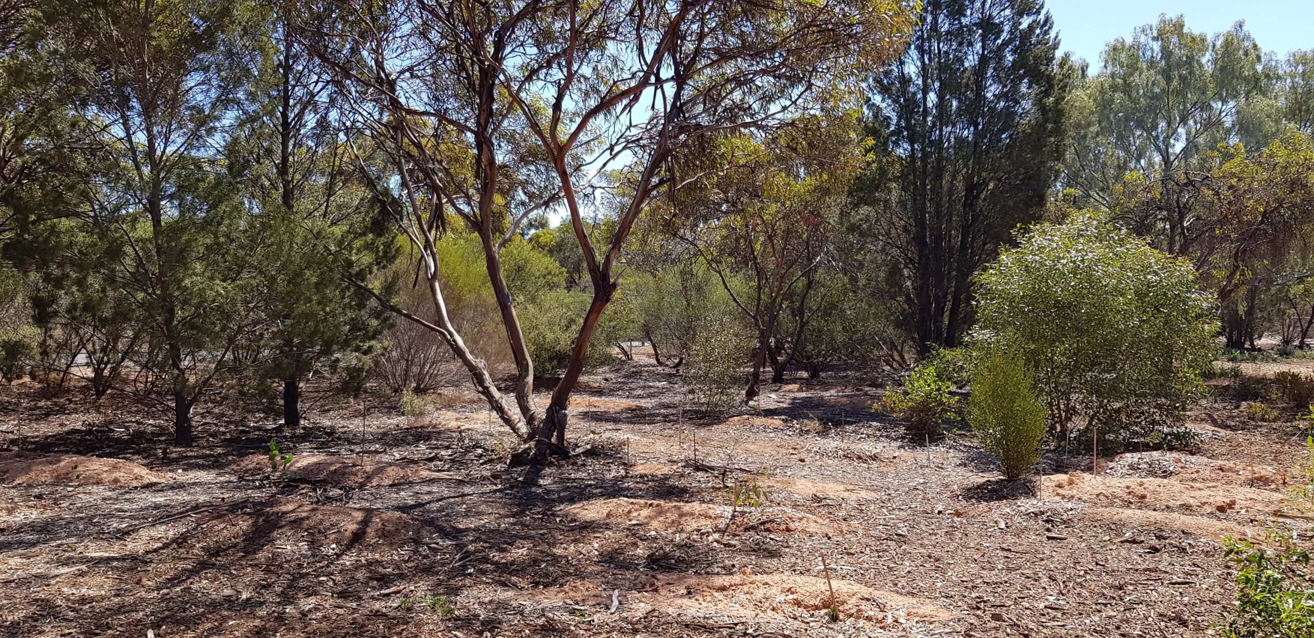 Wirra Wonga Natural Burial Ground Eco Coffin Project 2020