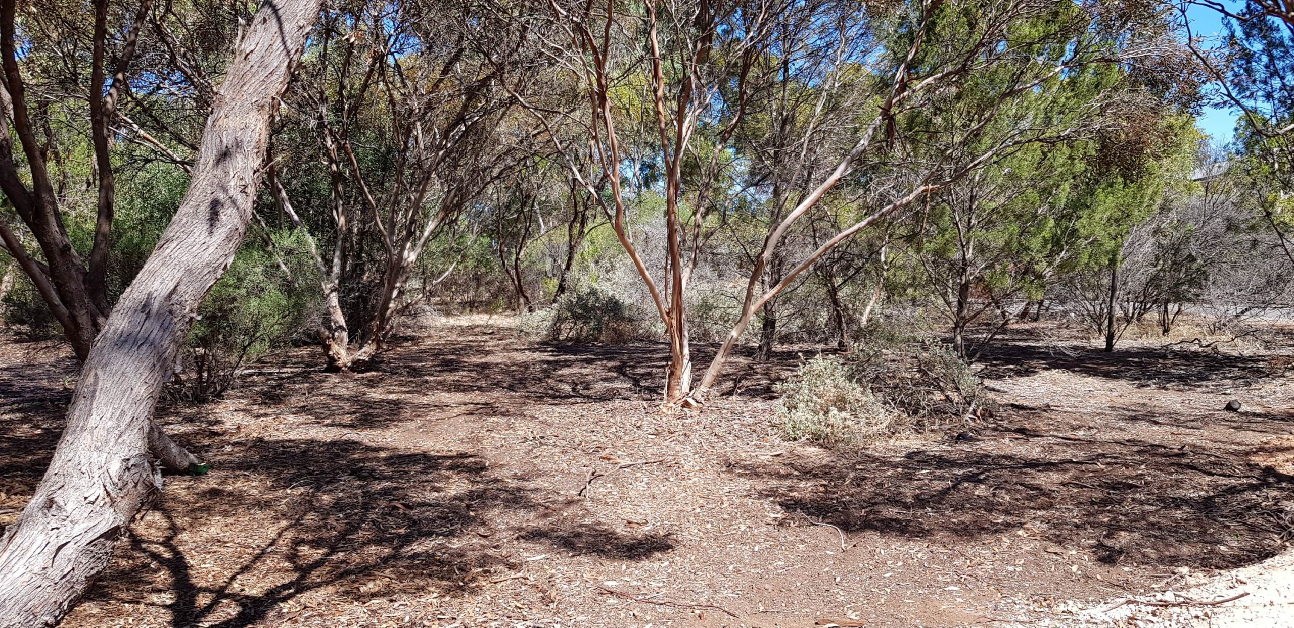 Wirra Wonga Natural Burial Ground Eco Coffin Project 2020