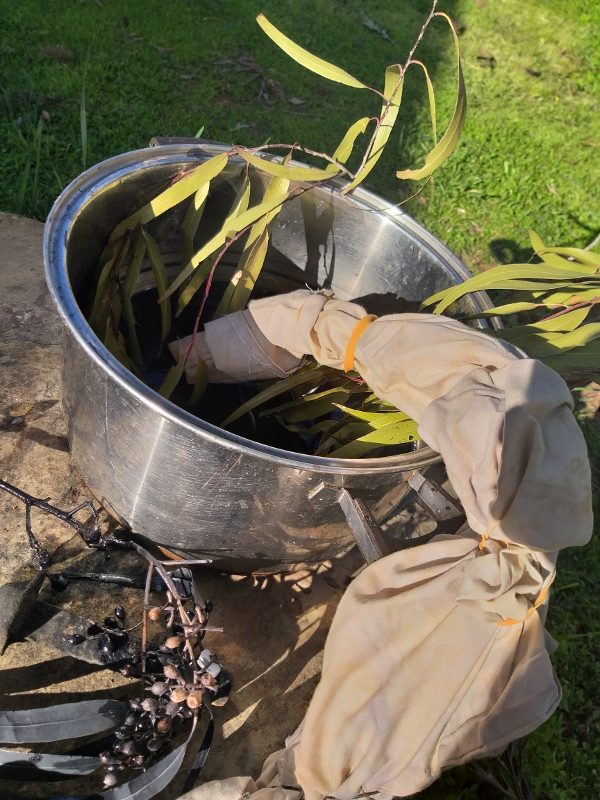 Dyeing the fabric in natural dyes from native lemon scented gum leaves and lemon scented grasses