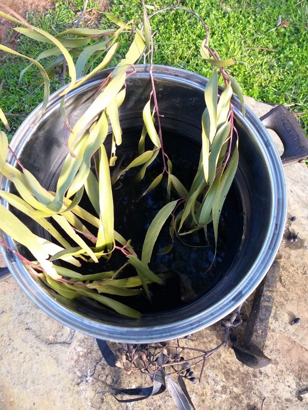 Dyeing the fabric in natural dyes from native lemon scented gum leaves and lemon scented grasses